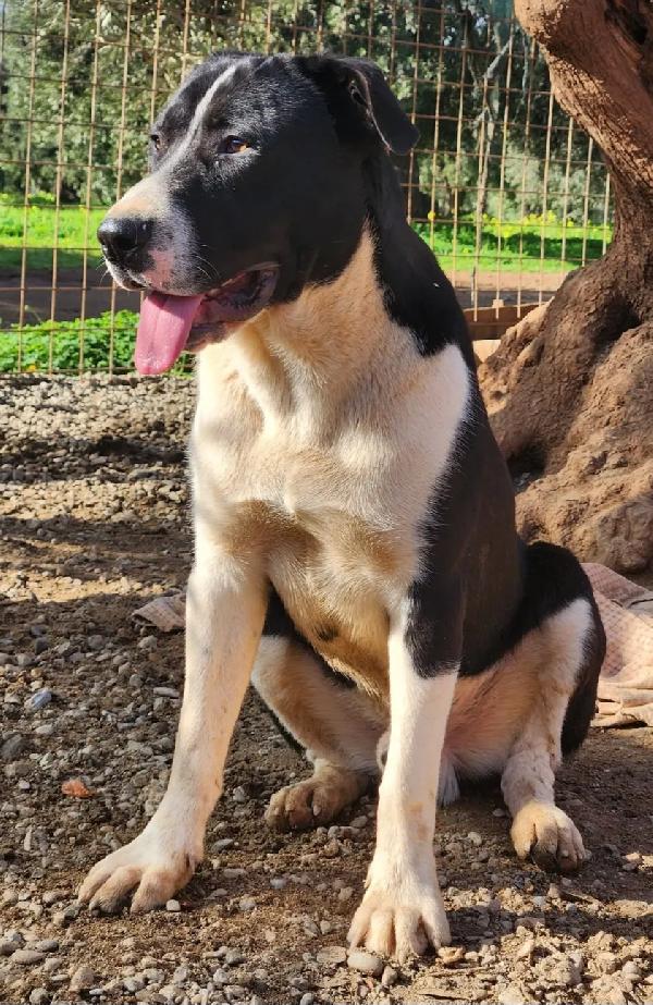 Drago mix Pitbull 1anno URGENTE AIUTO! COSENZA Foto 7